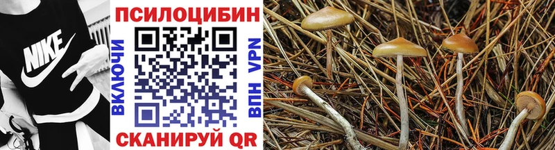 гидра вход  Кизилюрт  Псилоцибиновые грибы Psilocybe 